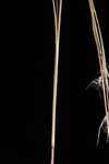 Broomsedge bluestem